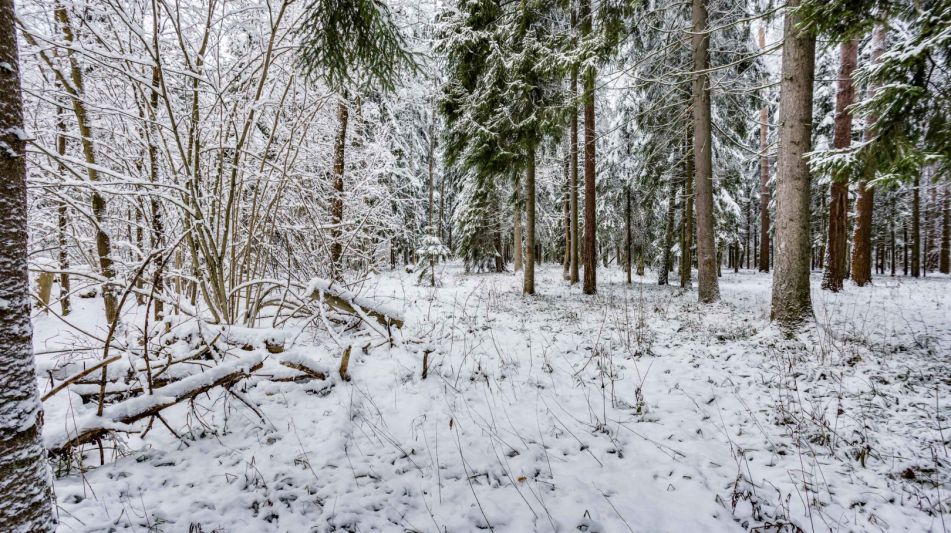 Лесной участок в КП Вымпел