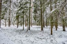 Лесной участок в КП Вымпел