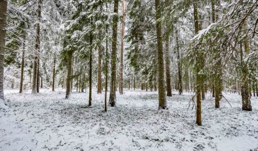 Лесной участок в КП Вымпел