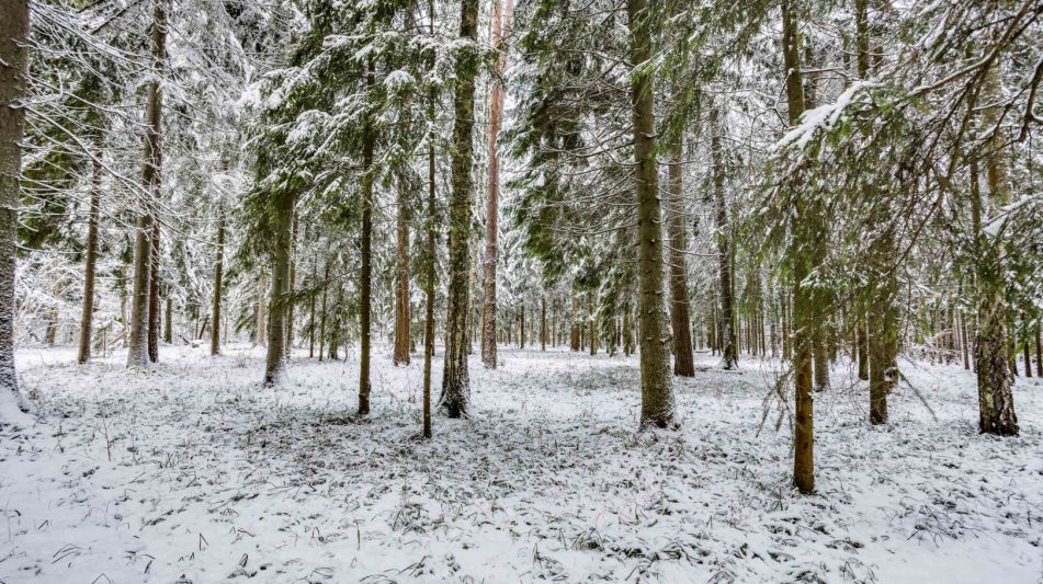 Лесной участок в КП Вымпел