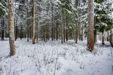 Лесной участок в КП Вымпел
