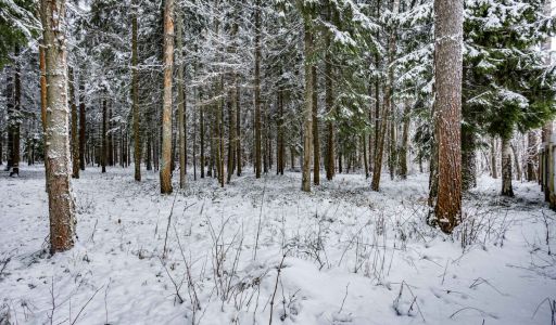 Лесной участок в КП Вымпел