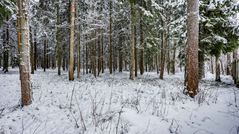 Лесной участок в КП Вымпел