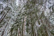 Лесной участок в КП Вымпел