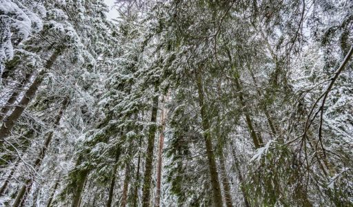 Лесной участок в КП Вымпел
