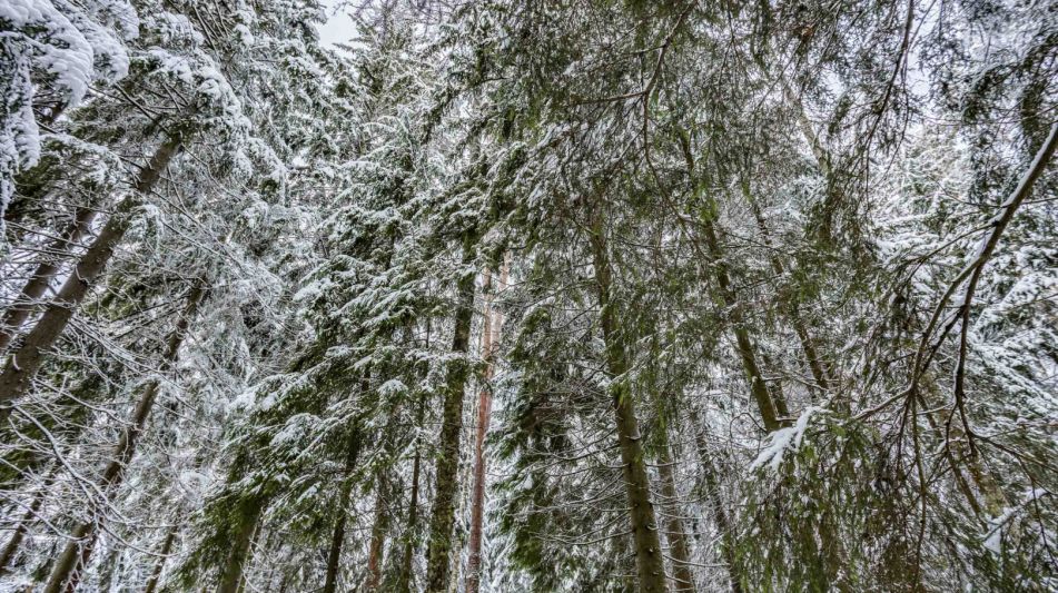 Лесной участок в КП Вымпел