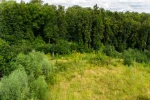 Лесной участок в Куркино