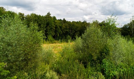 Лесной участок в Куркино