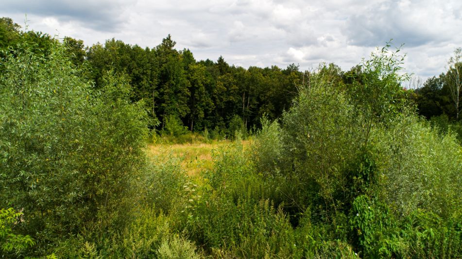 Лесной участок в Куркино