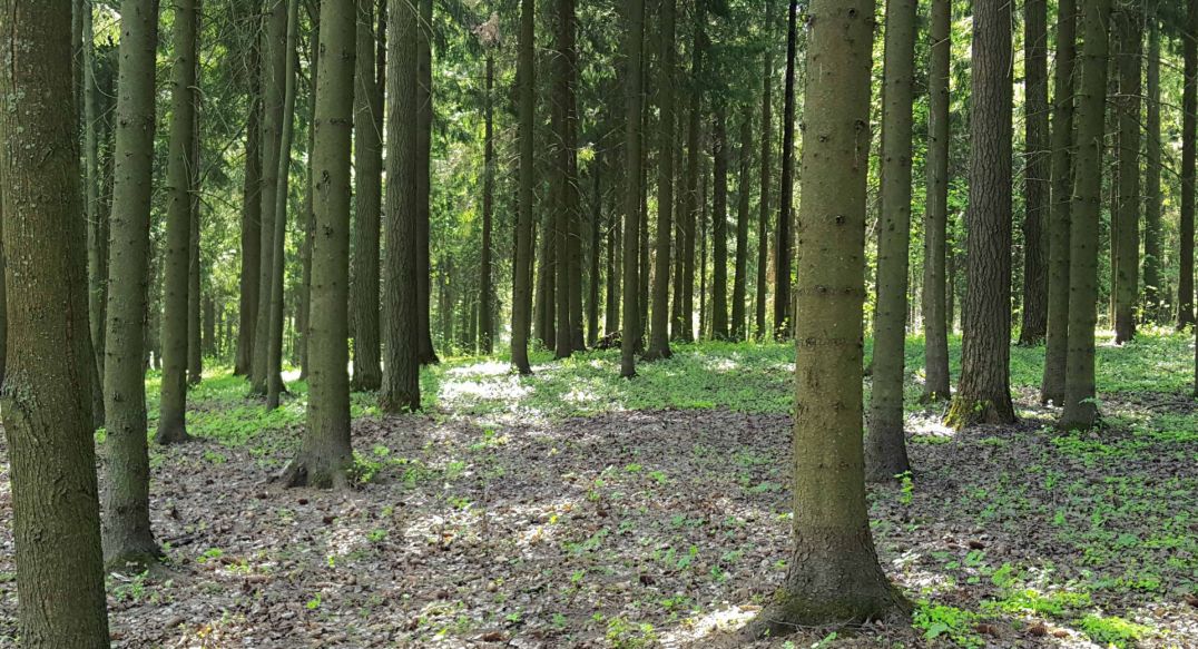 Трудовая Северная