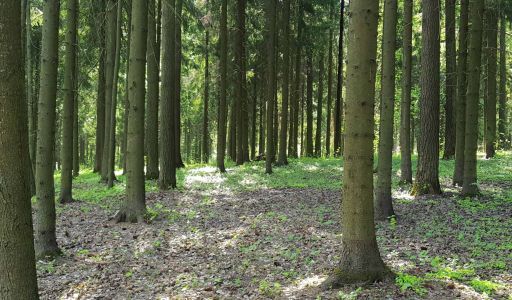 Трудовая Северная