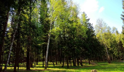 Трудовая Северная