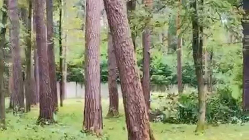 Лесной участок в ПСК Раздоры