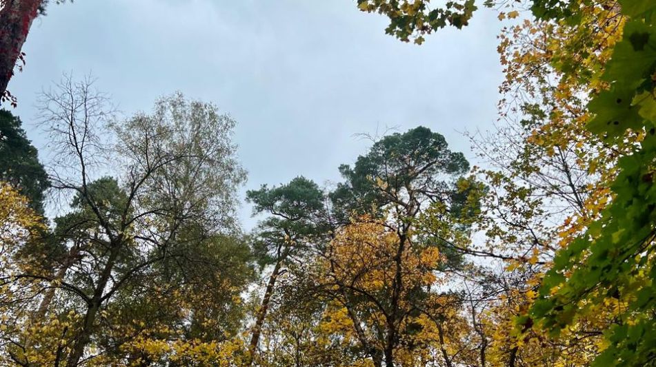 Участок в КП Косыгинские дачи