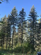 Лесной участок в Новогорске