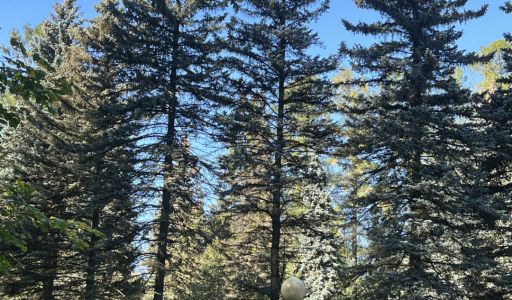 Лесной участок в Новогорске