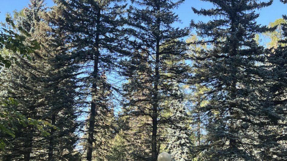 Лесной участок в Новогорске