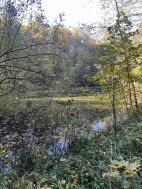 Лесной участок в Новогорске