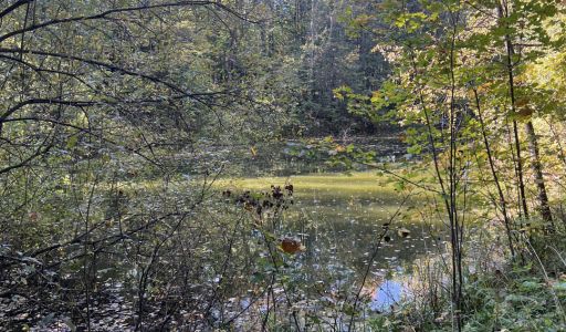 Лесной участок в Новогорске