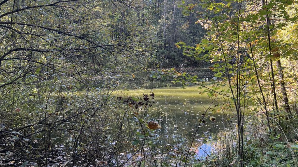 Лесной участок в Новогорске