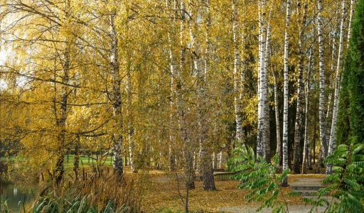 Участок в кп Княжье Озеро