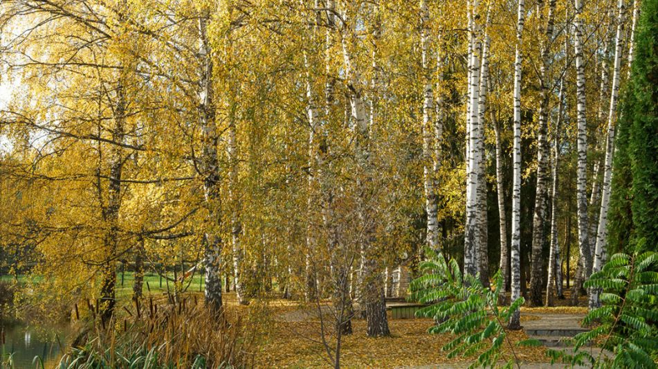 Участок в кп Княжье Озеро