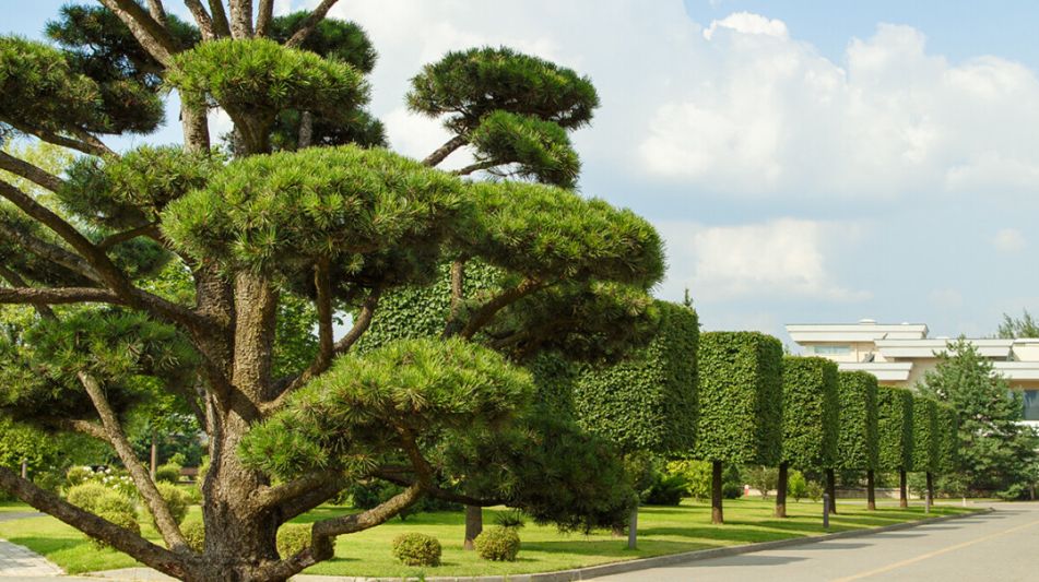 Дом под отделку в Ренессанс парке