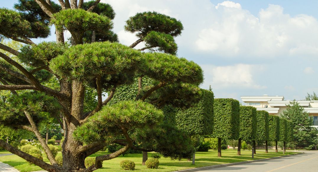 Ренессанс Парк