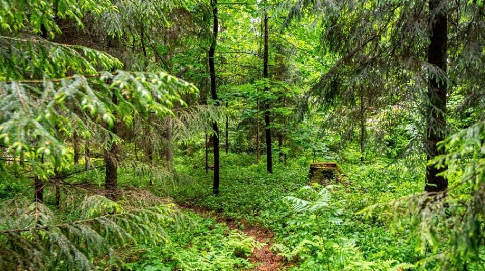 Дом в КП Корабельные сосны