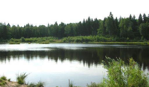 Аква Форест