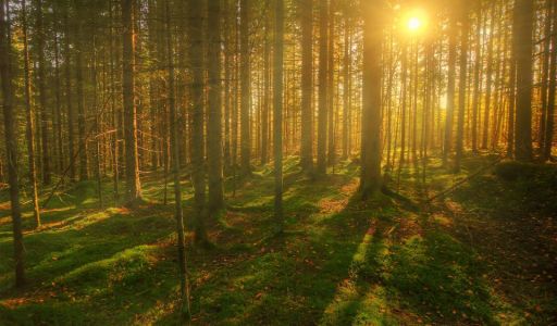 Аква Форест