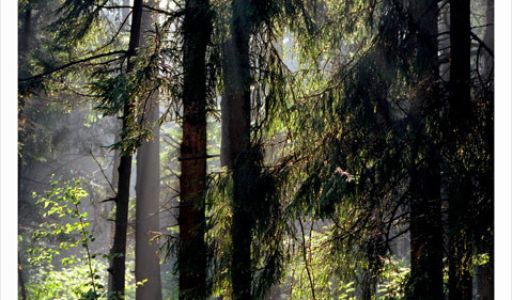 Аква Форест