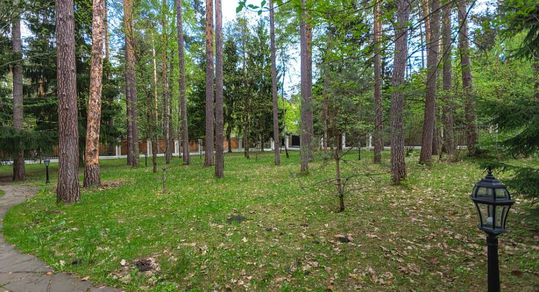 Сосны-1
