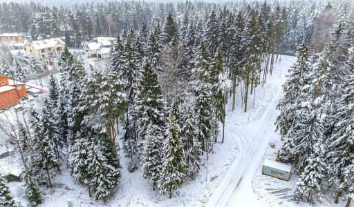 Первый лесной