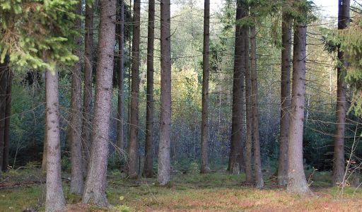 Аква Форест