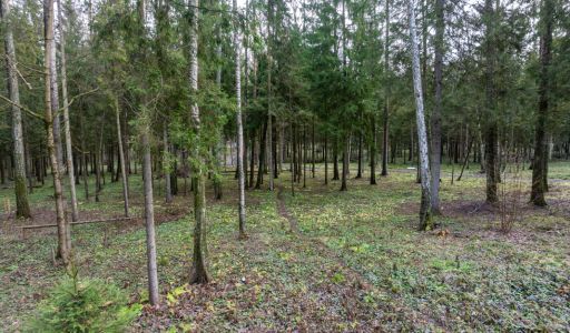 Участок в лесу КП Среди Своих