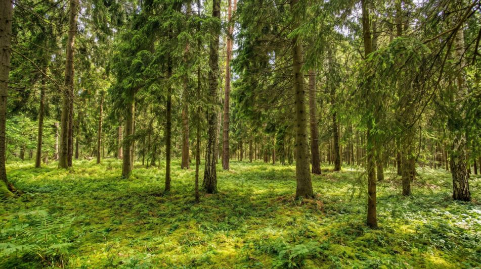 Лесной участок в КП Вымпел