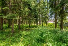 Лесной участок в КП Вымпел