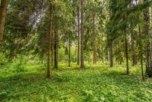 Лесной участок в КП Вымпел
