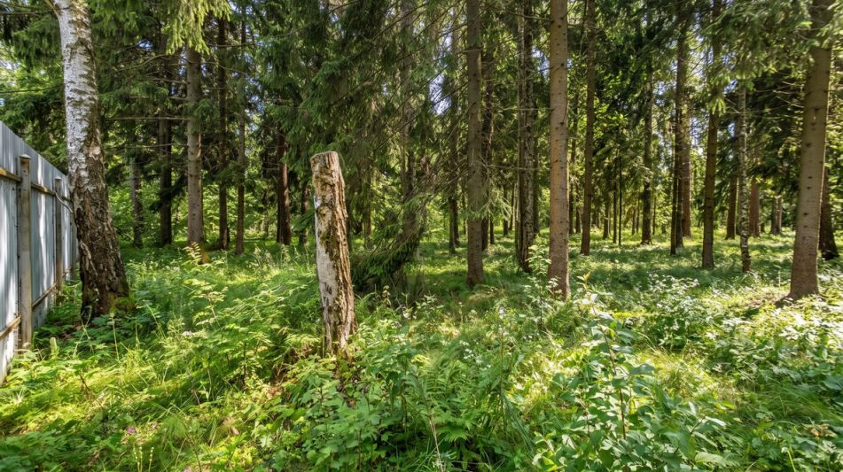 Лесной участок в КП Вымпел