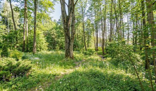 Лесной участок в КП Чистые пруды