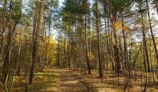 Участок в Витенево