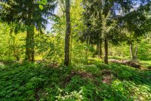 Усадьба в лесу в Таганьково