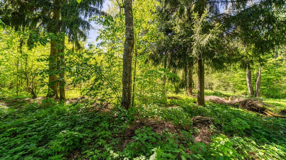 Усадьба в лесу в Таганьково