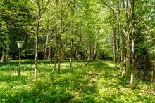 Усадьба в лесу в Таганьково