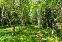 Усадьба в лесу в Таганьково