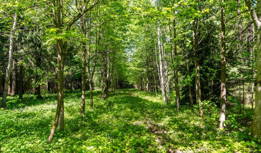 Усадьба в лесу в Таганьково