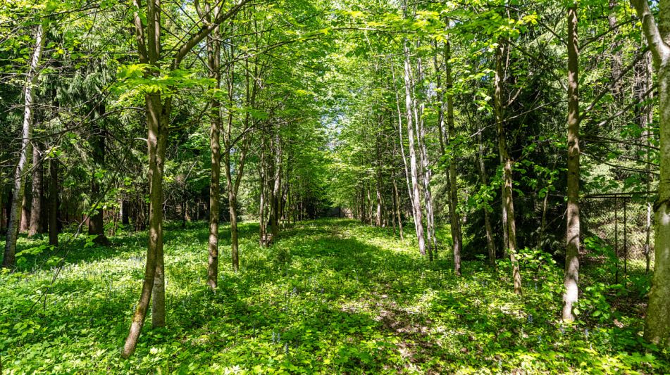 Усадьба в лесу в Таганьково