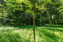 Усадьба в лесу в Таганьково