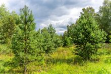 Озерна Резиденс